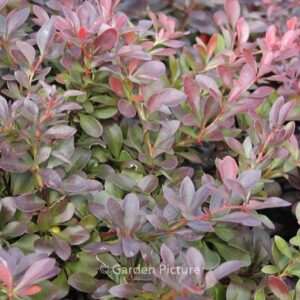 Berberis thunbergii 'Atropurpurea Nana'