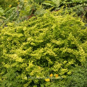 Berberis thunbergii 'Aurea'