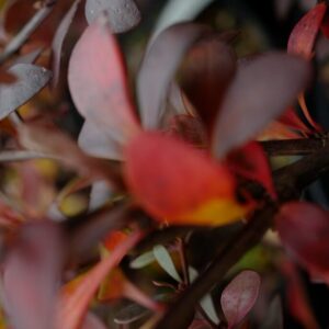 Berberis thunbergii 'Dart's Red Lady'