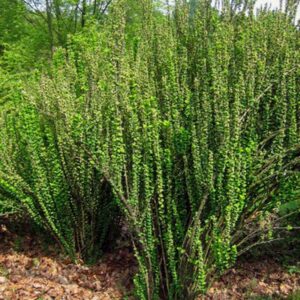 Berberis thunbergii 'Erecta'
