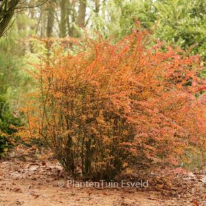 Berberis thunbergii 'Golden Ring'