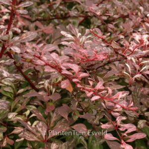 Berberis thunbergii 'Harlequin'