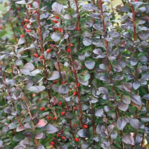 Berberis thunbergii 'Helmond Pillar'