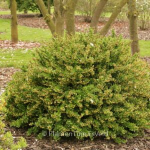 Berberis thunbergii 'Kobold'