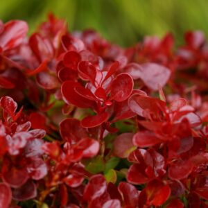 Berberis thunbergii 'Lutin Rouge'