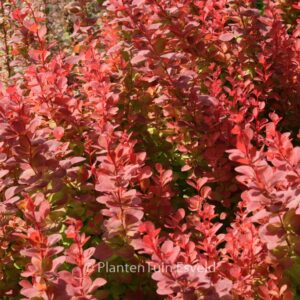 Berberis thunbergii 'Orange Rocket'
