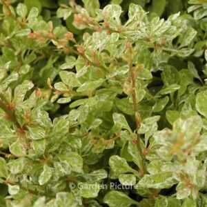 Berberis thunbergii 'Powwow'