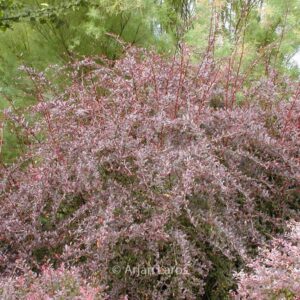 Berberis thunbergii 'Red Chief'