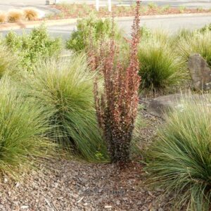 Berberis thunbergii 'Red Pillar'