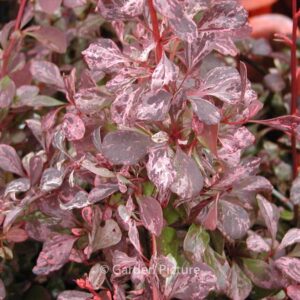 Berberis thunbergii 'Rose Glow'