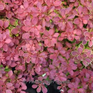 Berberis thunbergii 'Ruby Star'