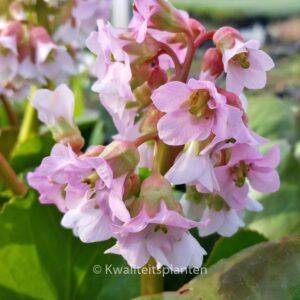 Bergenia 'Baby Doll'