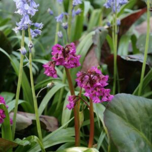 Bergenia 'Bressingham Ruby'