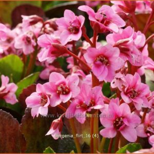 Bergenia 'Flirt'