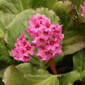 Bergenia 'Morgenrote'