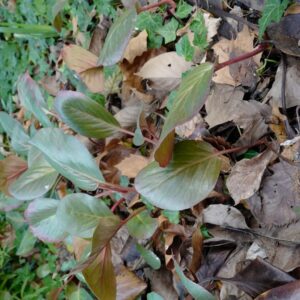 Bergenia 'Oeschberg'