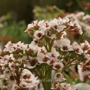 Bergenia 'Silberlicht'