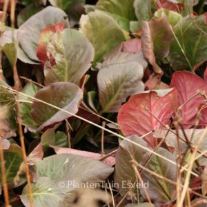 Bergenia 'Vintergloed'