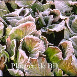 Bergenia cordifolia 'Purpurea'