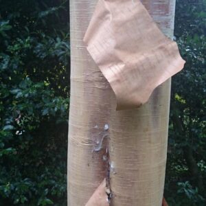 Betula albosinensis 'Fascination'