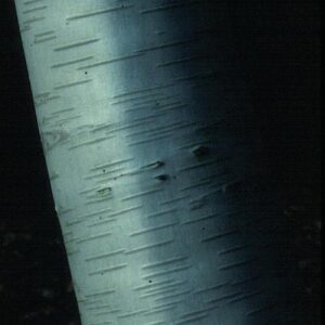 Betula albosinensis 'Hergest'