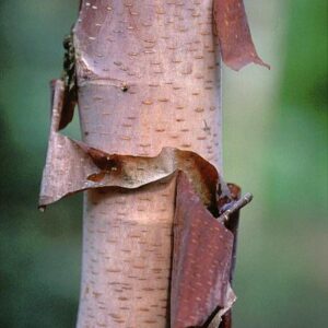Betula albosinensis 'Kenneth Ashburner'