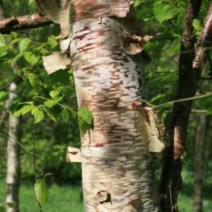 Betula delavayi