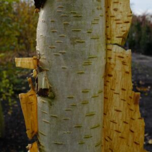 Betula ermanii 'Polar Bear'