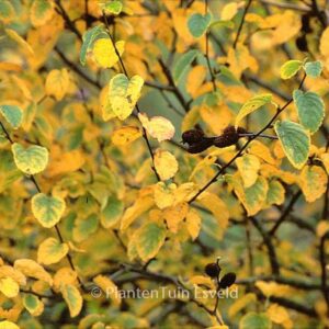 Betula lenta ssp. uber