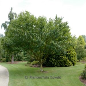 Betula medwediewii 'Gold Bark'