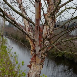 Betula nigra 'Little King' (FOX VALLEY)