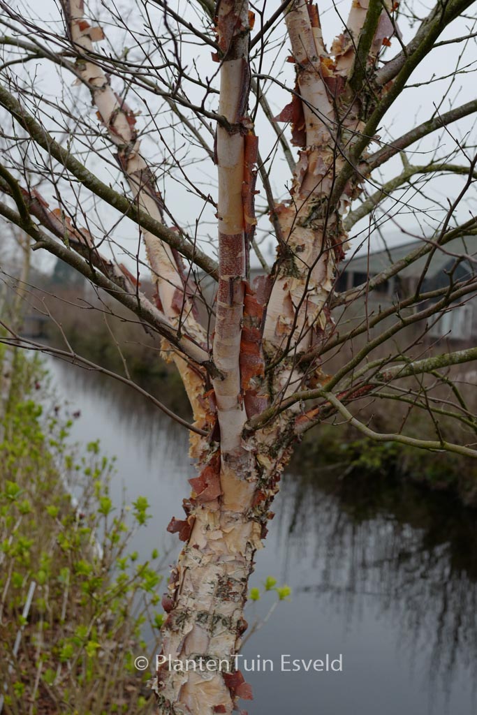 Betula nigra 'Little King' (FOX VALLEY)