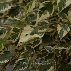 Betula nigra 'Shiloh Splash'