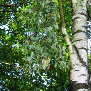 Betula pendula 'Crispa'