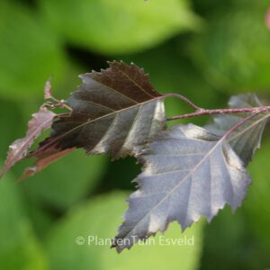 Betula pendula 'Penci-2' (ROYAL FROST)