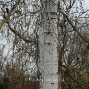 Betula pendula 'Tristis'