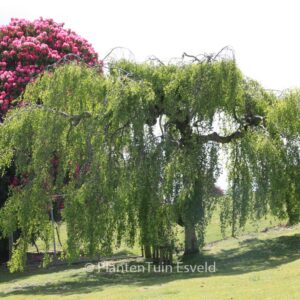 Betula pendula 'Youngii'