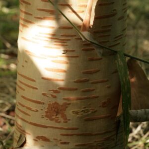 Betula utilis 'Forrest's Blush'