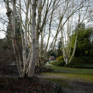Betula utilis jacquemontii HORT