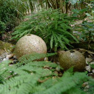 Blechnum penna-marina