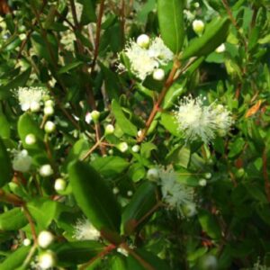 Blepharocalyx cruckshanksii