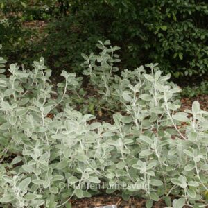 Brachyglottis 'Sunshine'