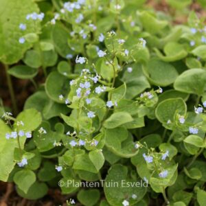 Brunnera macrophylla