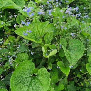Brunnera macrophylla 'Caucasian Carpet'