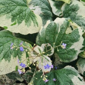 Brunnera macrophylla 'Dawson's White'