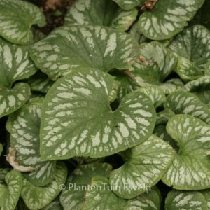Brunnera macrophylla 'Emerald Mist'
