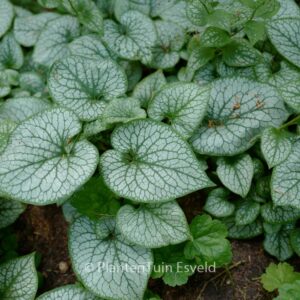 Brunnera macrophylla 'Jack Frost'