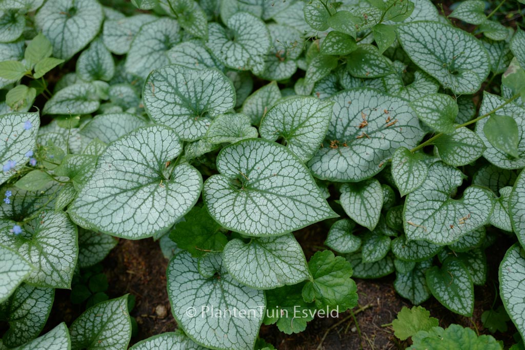 Brunnera macrophylla 'Jack Frost'