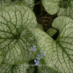 Brunnera macrophylla 'Sea Heart'