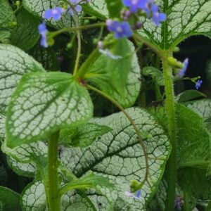 Brunnera macrophylla 'Silver Spear'